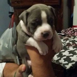 Meet your Posher, Dylan